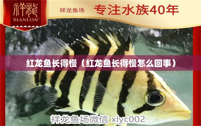 紅龍魚長得慢（紅龍魚長得慢怎么回事）