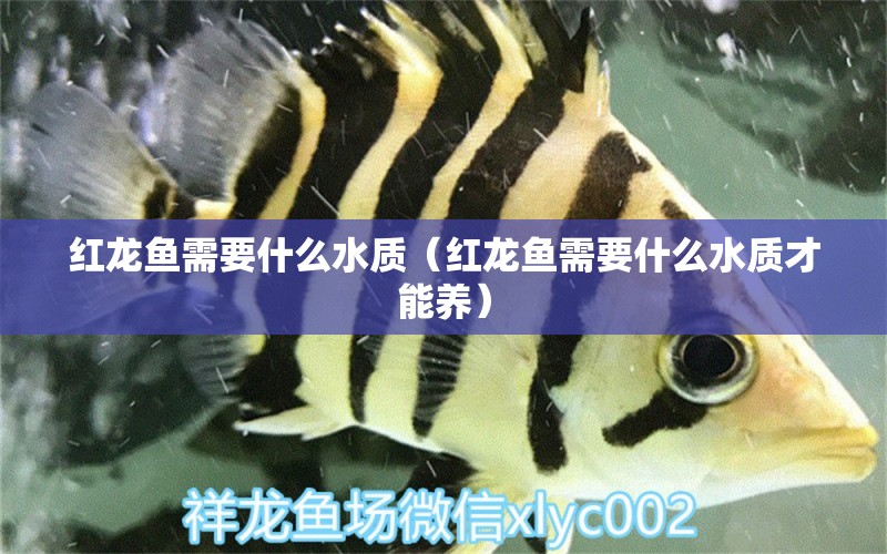 紅龍魚需要什么水質(zhì)（紅龍魚需要什么水質(zhì)才能養(yǎng)）