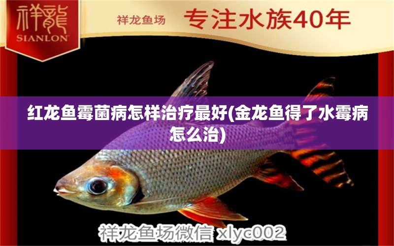 紅龍魚(yú)霉菌病怎樣治療最好(金龍魚(yú)得了水霉病怎么治) 成吉思汗鯊（球鯊）魚(yú) 第1張