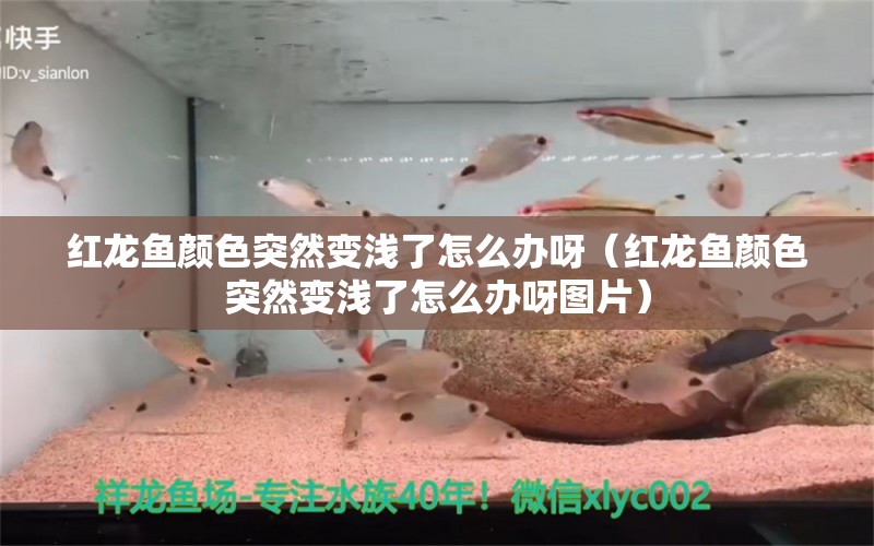 紅龍魚顏色突然變淺了怎么辦呀（紅龍魚顏色突然變淺了怎么辦呀圖片） 量子養(yǎng)魚技術(shù)