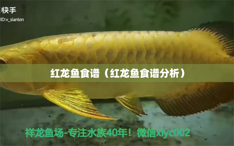 紅龍魚食譜（紅龍魚食譜分析） 印尼紅龍魚