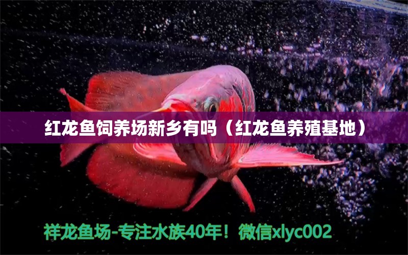 紅龍魚飼養(yǎng)場新鄉(xiāng)有嗎（紅龍魚養(yǎng)殖基地） 印尼紅龍魚