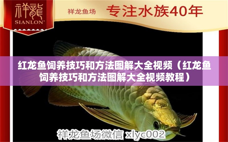 紅龍魚飼養(yǎng)技巧和方法圖解大全視頻（紅龍魚飼養(yǎng)技巧和方法圖解大全視頻教程）