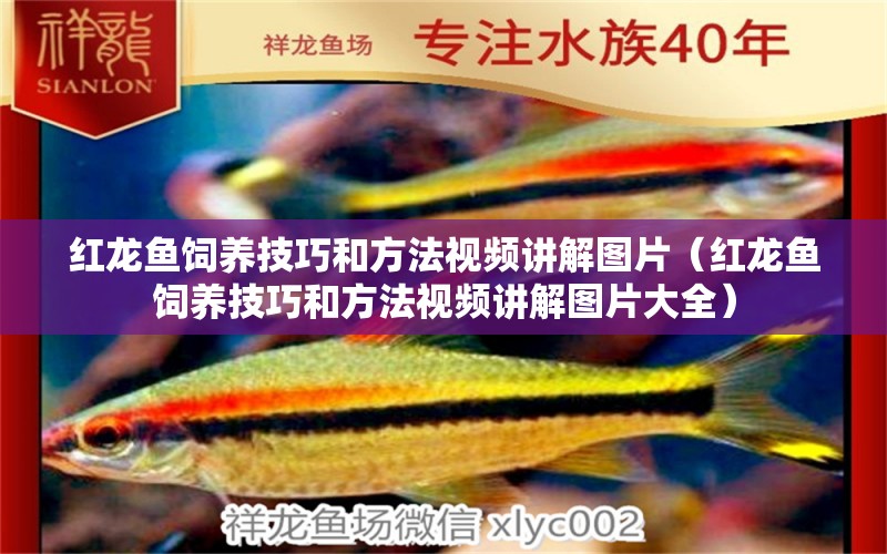 紅龍魚飼養(yǎng)技巧和方法視頻講解圖片（紅龍魚飼養(yǎng)技巧和方法視頻講解圖片大全）