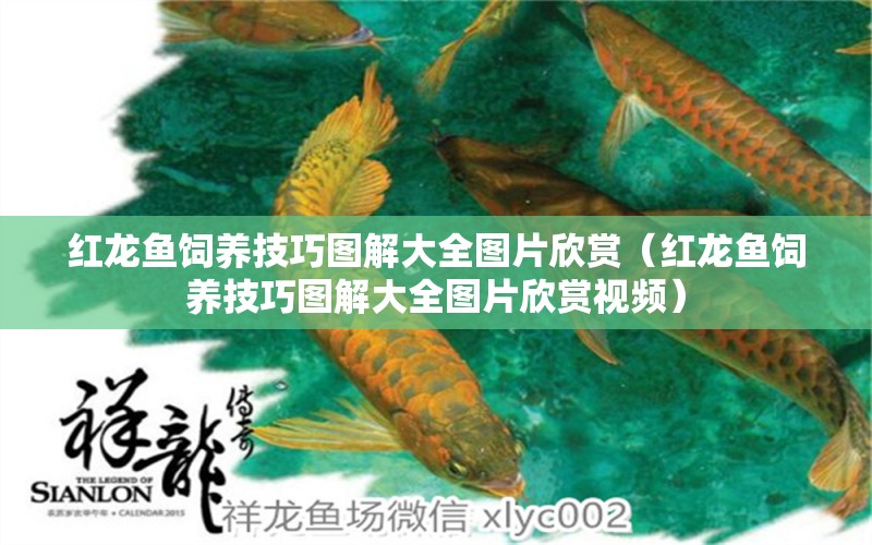 紅龍魚飼養(yǎng)技巧圖解大全圖片欣賞（紅龍魚飼養(yǎng)技巧圖解大全圖片欣賞視頻） 龍魚百科