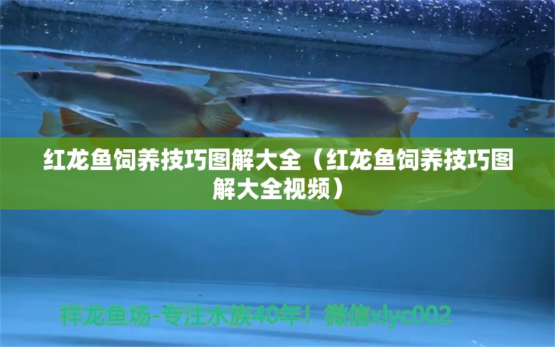 紅龍魚(yú)飼養(yǎng)技巧圖解大全（紅龍魚(yú)飼養(yǎng)技巧圖解大全視頻） 印尼紅龍魚(yú)