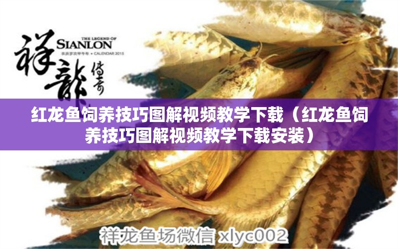 紅龍魚飼養(yǎng)技巧圖解視頻教學下載（紅龍魚飼養(yǎng)技巧圖解視頻教學下載安裝）