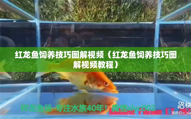 紅龍魚(yú)飼養(yǎng)技巧圖解視頻（紅龍魚(yú)飼養(yǎng)技巧圖解視頻教程） 印尼紅龍魚(yú)