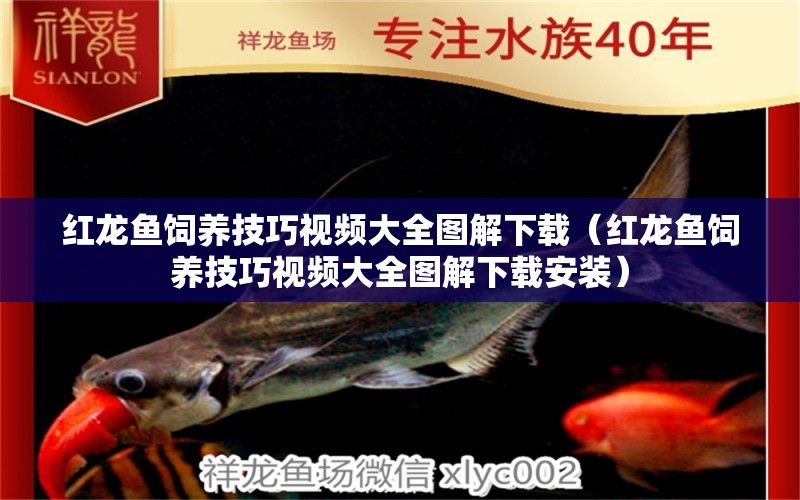 紅龍魚飼養(yǎng)技巧視頻大全圖解下載（紅龍魚飼養(yǎng)技巧視頻大全圖解下載安裝）