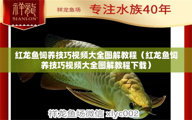 紅龍魚飼養(yǎng)技巧視頻大全圖解教程（紅龍魚飼養(yǎng)技巧視頻大全圖解教程下載）