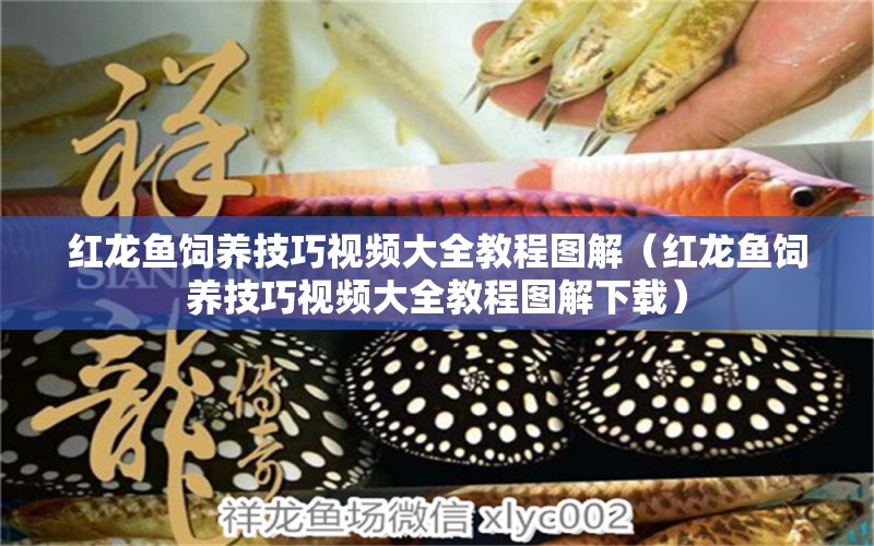 紅龍魚(yú)飼養(yǎng)技巧視頻大全教程圖解（紅龍魚(yú)飼養(yǎng)技巧視頻大全教程圖解下載） 龍魚(yú)百科 第1張