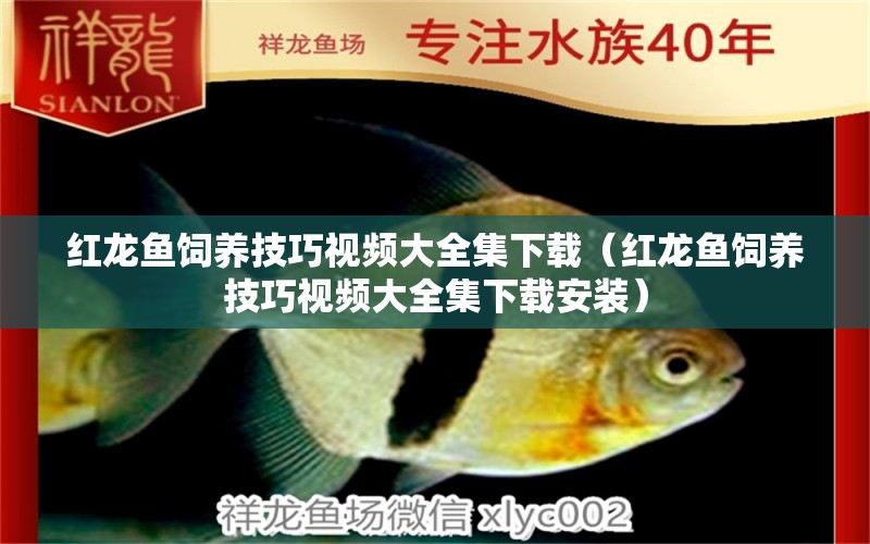 紅龍魚飼養(yǎng)技巧視頻大全集下載（紅龍魚飼養(yǎng)技巧視頻大全集下載安裝） 龍魚百科