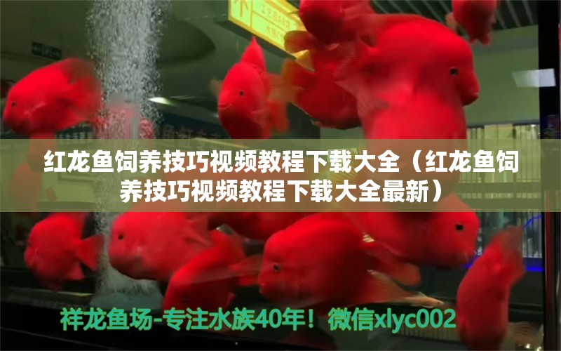 紅龍魚飼養(yǎng)技巧視頻教程下載大全（紅龍魚飼養(yǎng)技巧視頻教程下載大全最新）