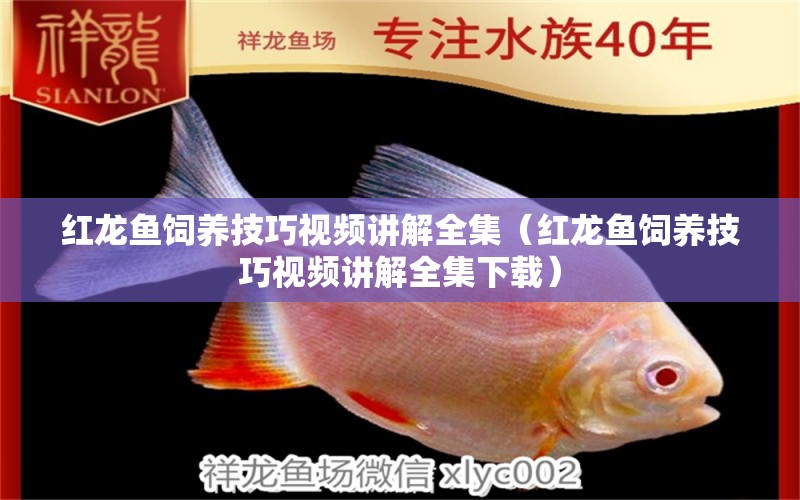 紅龍魚飼養(yǎng)技巧視頻講解全集（紅龍魚飼養(yǎng)技巧視頻講解全集下載） 龍魚百科