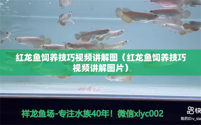 紅龍魚飼養(yǎng)技巧視頻講解圖（紅龍魚飼養(yǎng)技巧視頻講解圖片）