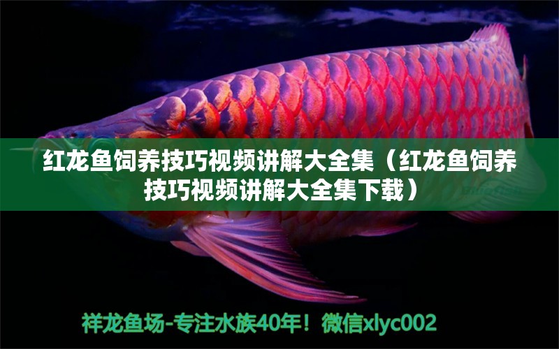 紅龍魚飼養(yǎng)技巧視頻講解大全集（紅龍魚飼養(yǎng)技巧視頻講解大全集下載） 龍魚百科