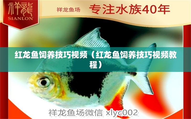 紅龍魚飼養(yǎng)技巧視頻（紅龍魚飼養(yǎng)技巧視頻教程）