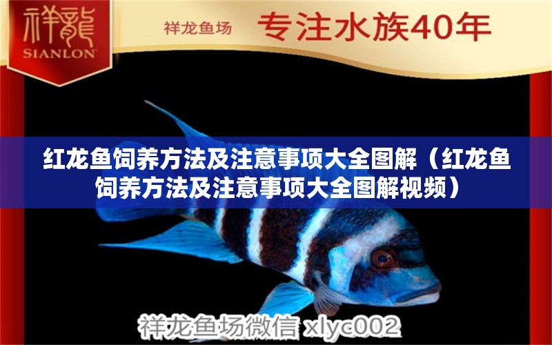 紅龍魚(yú)飼養(yǎng)方法及注意事項(xiàng)大全圖解（紅龍魚(yú)飼養(yǎng)方法及注意事項(xiàng)大全圖解視頻） 印尼紅龍魚(yú)