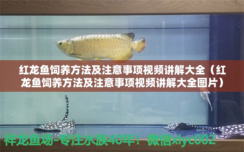 紅龍魚飼養(yǎng)方法及注意事項視頻講解大全（紅龍魚飼養(yǎng)方法及注意事項視頻講解大全圖片） 龍魚百科