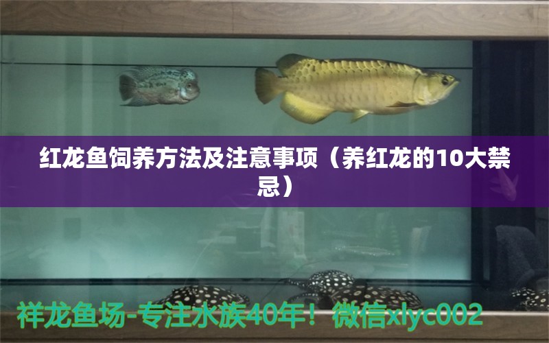 紅龍魚飼養(yǎng)方法及注意事項(xiàng)（養(yǎng)紅龍的10大禁忌） 印尼紅龍魚