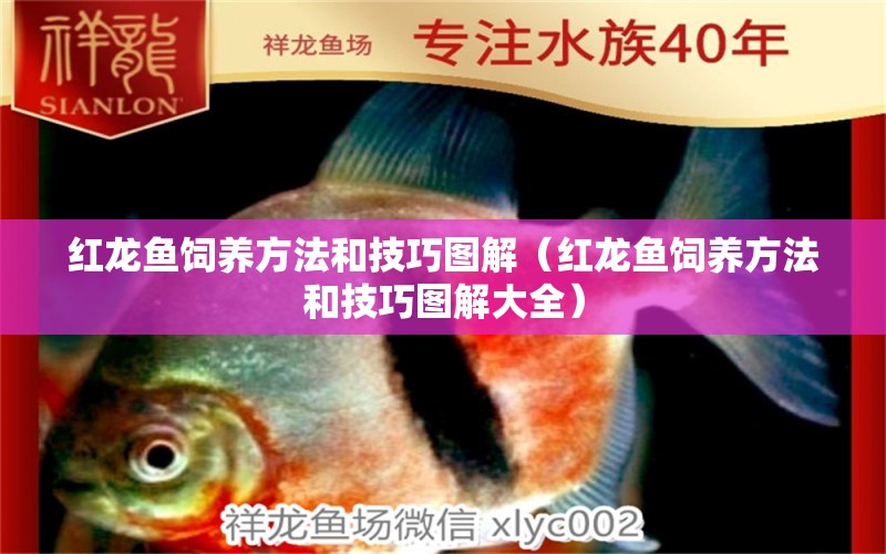 紅龍魚飼養(yǎng)方法和技巧圖解（紅龍魚飼養(yǎng)方法和技巧圖解大全）