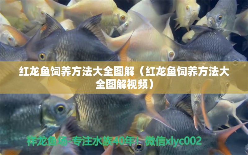 紅龍魚飼養(yǎng)方法大全圖解（紅龍魚飼養(yǎng)方法大全圖解視頻） 龍魚百科