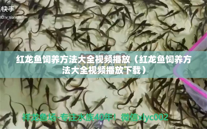 紅龍魚飼養(yǎng)方法大全視頻播放（紅龍魚飼養(yǎng)方法大全視頻播放下載）