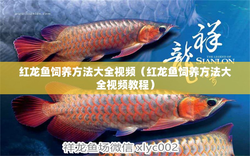 紅龍魚飼養(yǎng)方法大全視頻（紅龍魚飼養(yǎng)方法大全視頻教程）