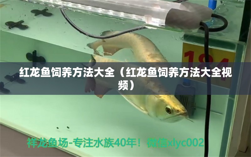 紅龍魚飼養(yǎng)方法大全（紅龍魚飼養(yǎng)方法大全視頻） 印尼紅龍魚