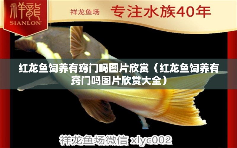 紅龍魚飼養(yǎng)有竅門嗎圖片欣賞（紅龍魚飼養(yǎng)有竅門嗎圖片欣賞大全）