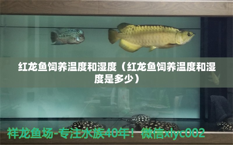 紅龍魚飼養(yǎng)溫度和濕度（紅龍魚飼養(yǎng)溫度和濕度是多少）