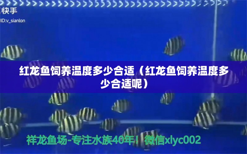 紅龍魚飼養(yǎng)溫度多少合適（紅龍魚飼養(yǎng)溫度多少合適呢）