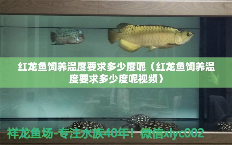 紅龍魚(yú)飼養(yǎng)溫度要求多少度呢（紅龍魚(yú)飼養(yǎng)溫度要求多少度呢視頻）