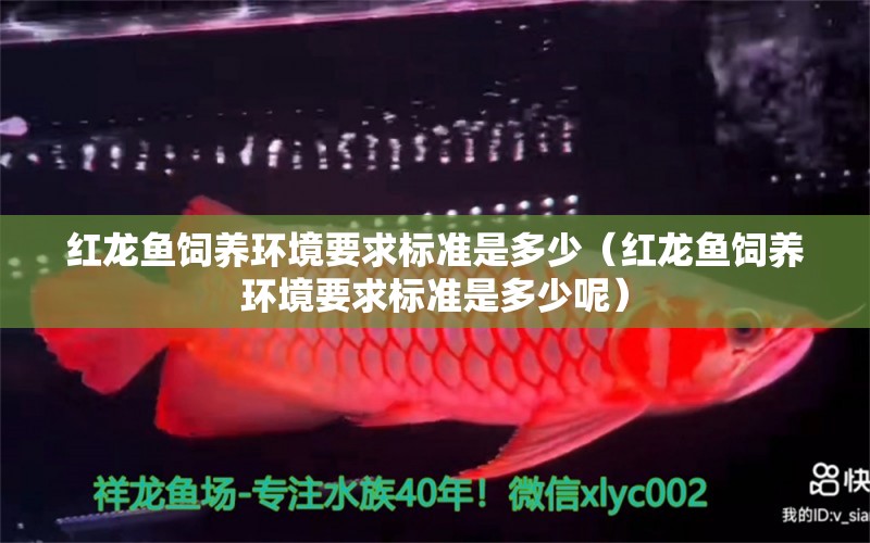 紅龍魚飼養(yǎng)環(huán)境要求標準是多少（紅龍魚飼養(yǎng)環(huán)境要求標準是多少呢）