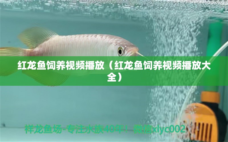 紅龍魚飼養(yǎng)視頻播放（紅龍魚飼養(yǎng)視頻播放大全）