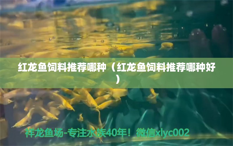 紅龍魚(yú)飼料推薦哪種（紅龍魚(yú)飼料推薦哪種好） 帝王血鉆魚(yú)