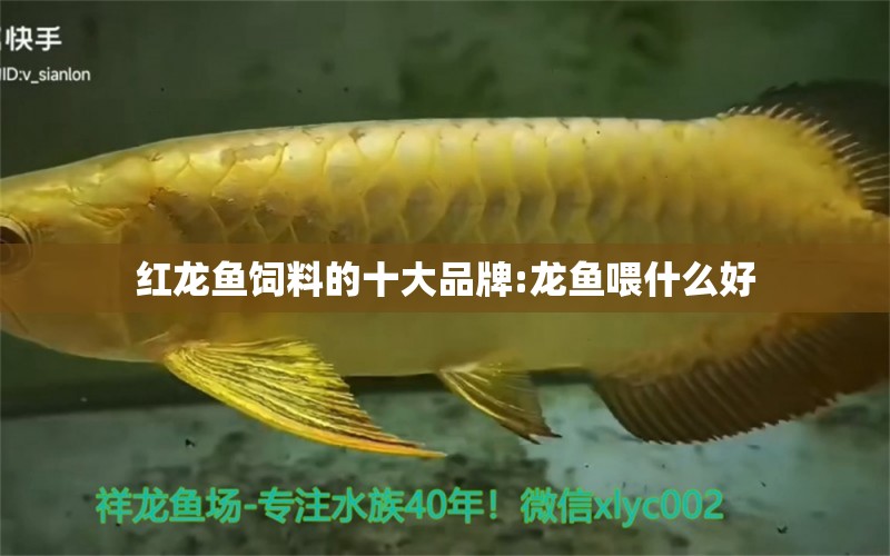 紅龍魚飼料的十大品牌:龍魚喂什么好