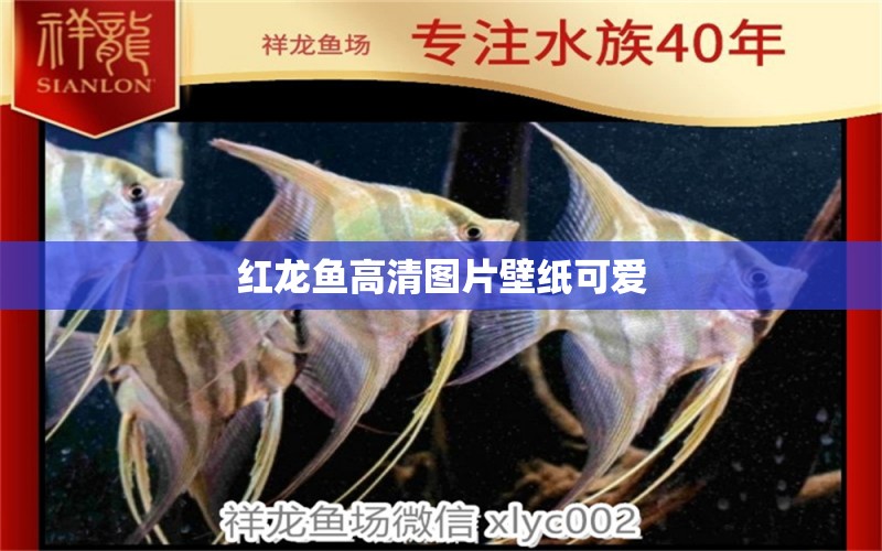 紅龍魚高清圖片壁紙可愛 祥龍魚場