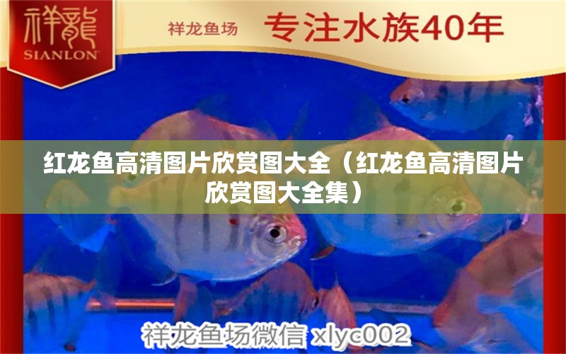 紅龍魚高清圖片欣賞圖大全（紅龍魚高清圖片欣賞圖大全集） 龍魚百科