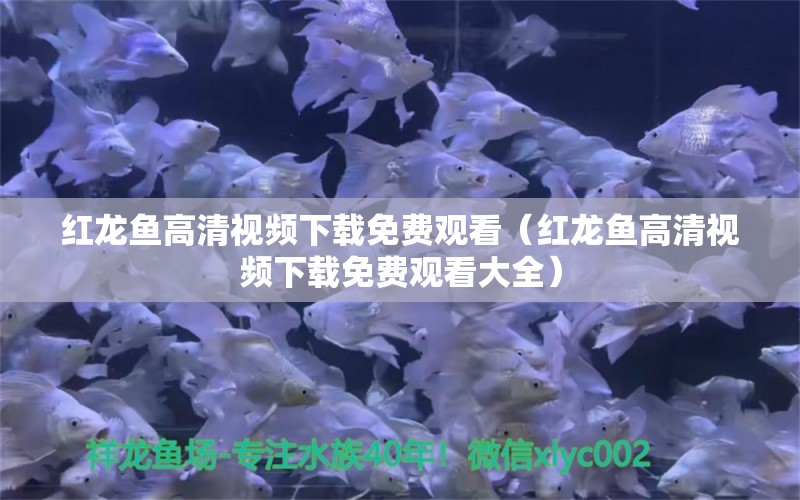 紅龍魚(yú)高清視頻下載免費(fèi)觀看（紅龍魚(yú)高清視頻下載免費(fèi)觀看大全）