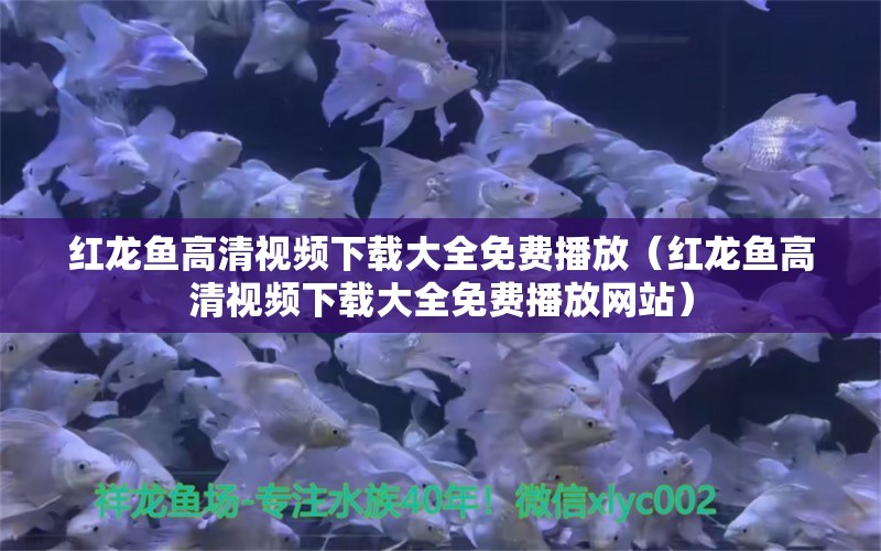 紅龍魚(yú)高清視頻下載大全免費(fèi)播放（紅龍魚(yú)高清視頻下載大全免費(fèi)播放網(wǎng)站）