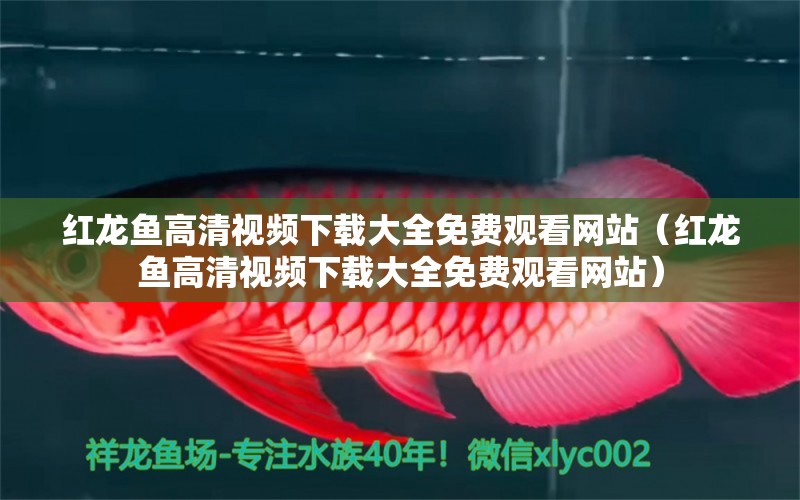 紅龍魚高清視頻下載大全免費(fèi)觀看網(wǎng)站（紅龍魚高清視頻下載大全免費(fèi)觀看網(wǎng)站）