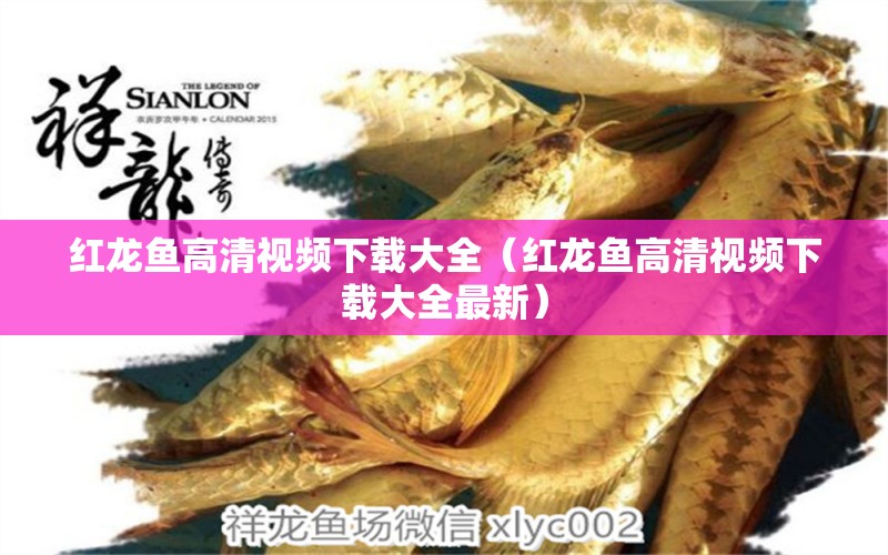 紅龍魚(yú)高清視頻下載大全（紅龍魚(yú)高清視頻下載大全最新）