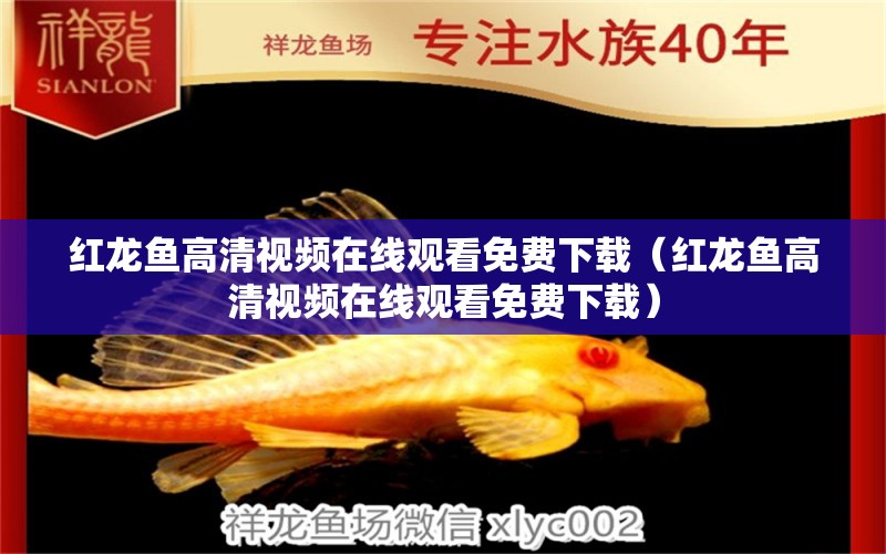 紅龍魚(yú)高清視頻在線觀看免費(fèi)下載（紅龍魚(yú)高清視頻在線觀看免費(fèi)下載）