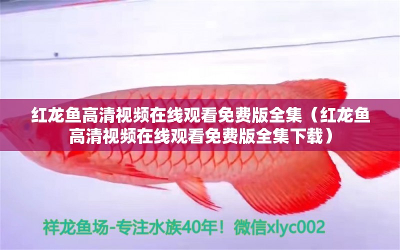 紅龍魚(yú)高清視頻在線觀看免費(fèi)版全集（紅龍魚(yú)高清視頻在線觀看免費(fèi)版全集下載）