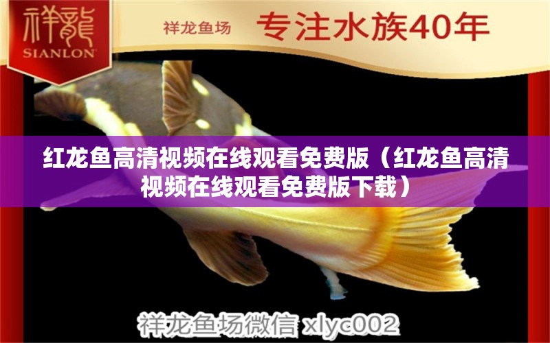 紅龍魚(yú)高清視頻在線觀看免費(fèi)版（紅龍魚(yú)高清視頻在線觀看免費(fèi)版下載）