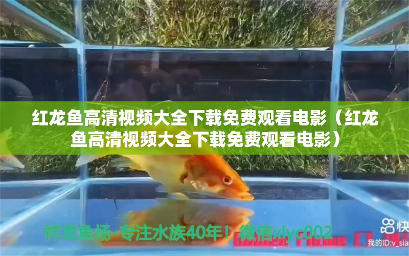 紅龍魚(yú)高清視頻大全下載免費(fèi)觀看電影（紅龍魚(yú)高清視頻大全下載免費(fèi)觀看電影）