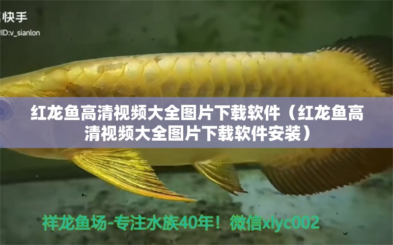 紅龍魚(yú)高清視頻大全圖片下載軟件（紅龍魚(yú)高清視頻大全圖片下載軟件安裝）