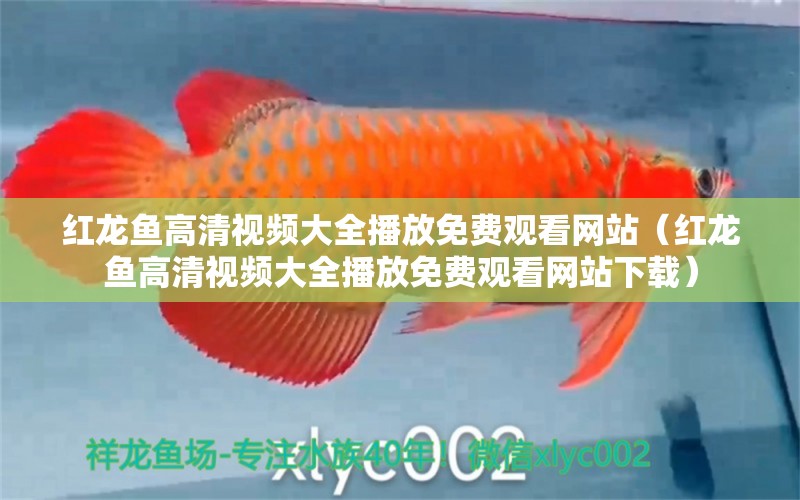 紅龍魚(yú)高清視頻大全播放免費(fèi)觀看網(wǎng)站（紅龍魚(yú)高清視頻大全播放免費(fèi)觀看網(wǎng)站下載）