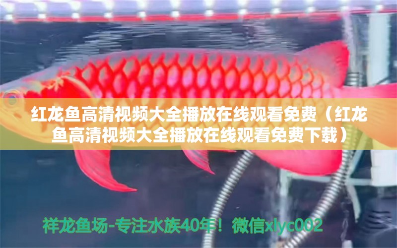 紅龍魚(yú)高清視頻大全播放在線觀看免費(fèi)（紅龍魚(yú)高清視頻大全播放在線觀看免費(fèi)下載）